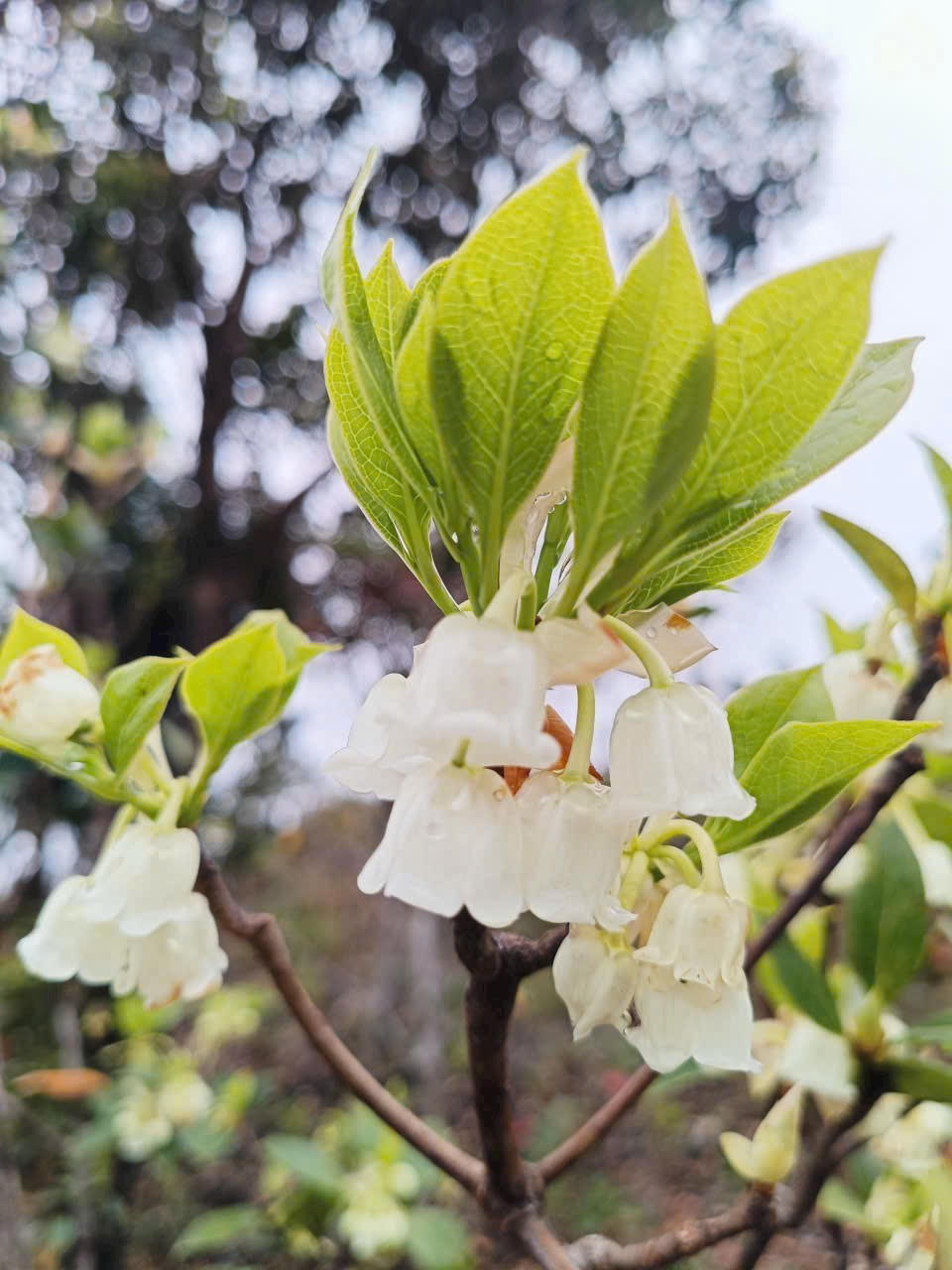 Những bông hoa khoe sắc giữa đại ngàn Trường Sơn hùng vĩ tạo nên khung cảnh khiến người xem mê mẫn. Ảnh: VQG Bạch Mã.