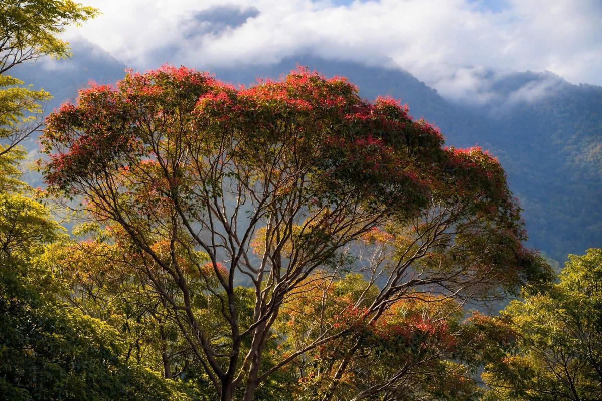 Ngoài hoa đỗ quyên, Bạch Mã mùa này là thời điểm nhiều loài cây thay áo mới. Cây Hồng Lộc với những lá non màu đỏ góp phần tô điểm cho bức tranh mùa xuân nơi đây.&nbsp;Ảnh: VQG Bạch Mã.