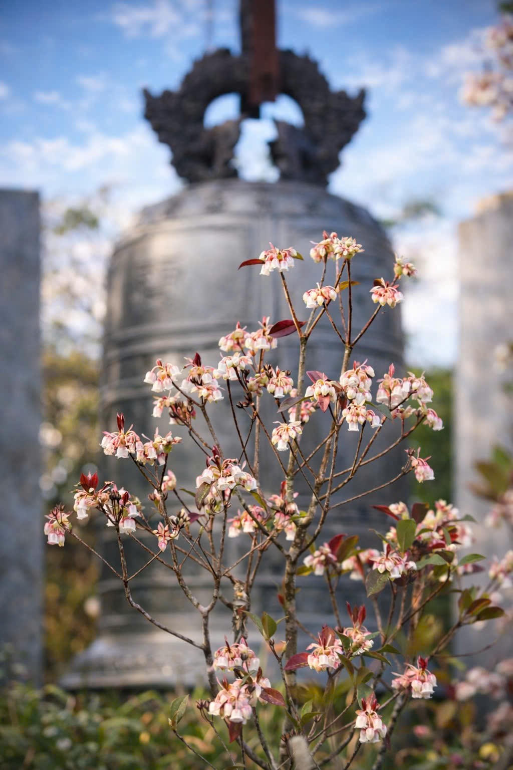 Hoa đỗ quyên khoe sắc trên núi Bạch Mã