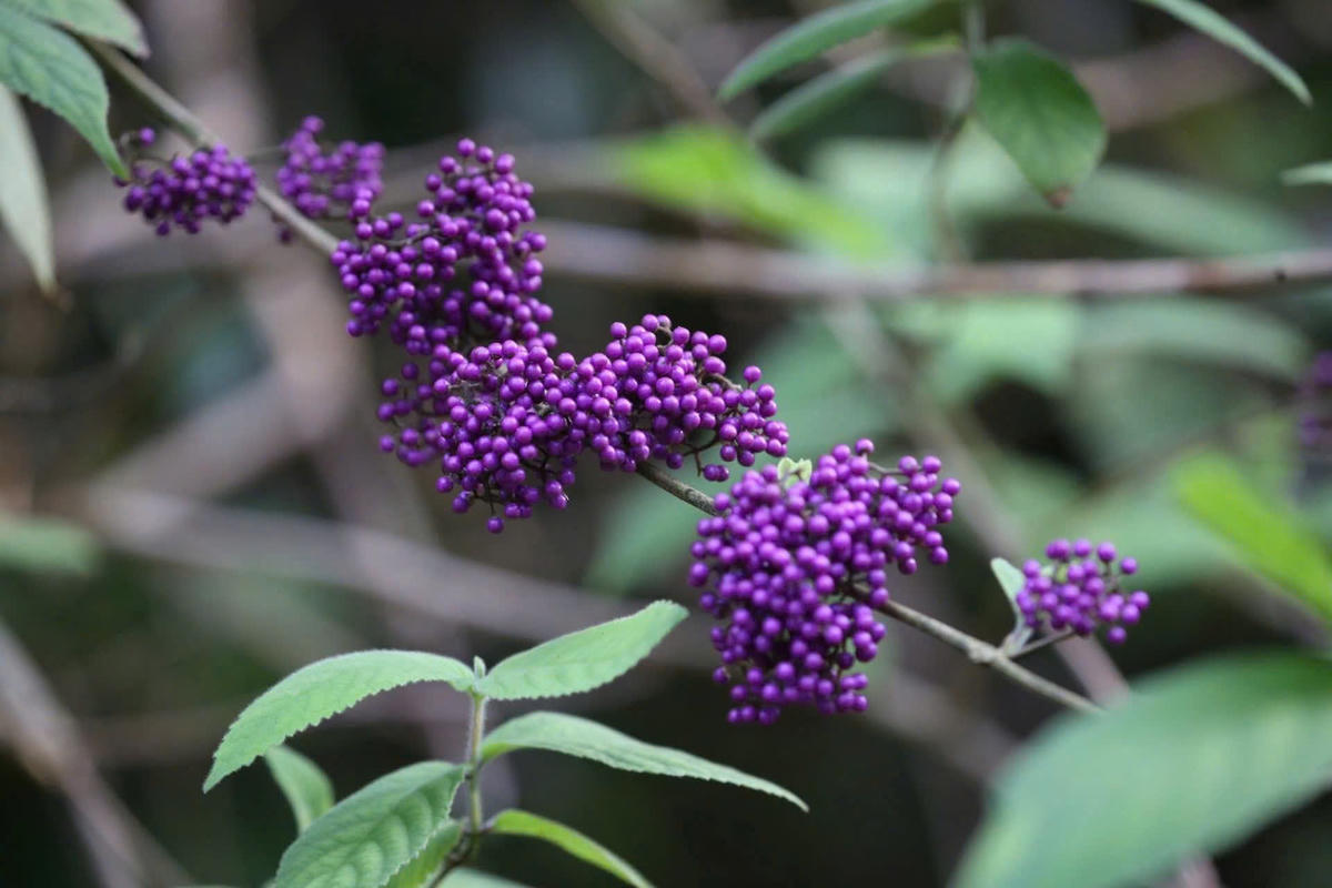 Ông Nguyễn Vũ Linh, Giám đốc Vườn quốc gia Bạch Mã cho biết, thời gian qua, qua việc thực hiện nghiên cứu thực địa, phát hiện và công bố 14 loài mới, cập nhật danh mục Vườn với hơn 73 loài chưa có trong danh mục trước đó (50 loài thực vật, 23 loài động vật).&nbsp;Ảnh: VQG Bạch Mã.