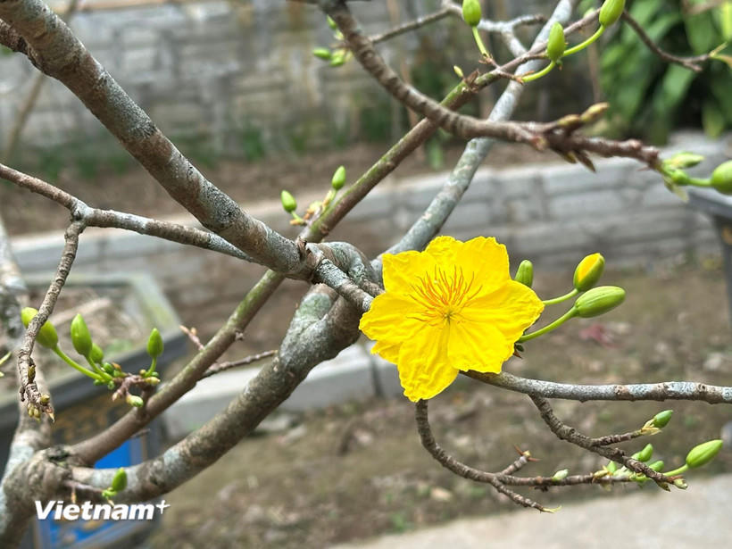 Hoa mai ngày Tết. (Nguồn: Vietnam+).