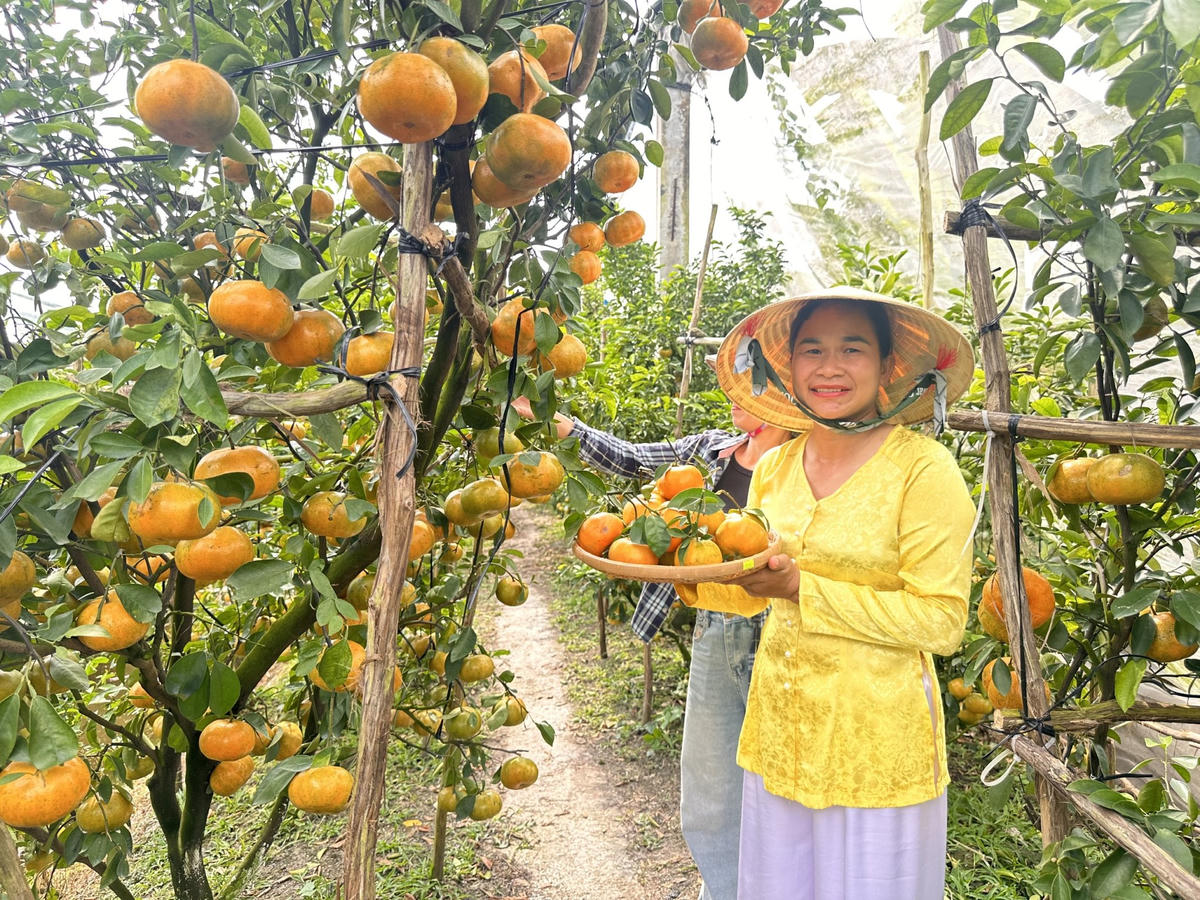 Các điểm tham quan, trải nghiệm vườn quýt hồng ở tỉnh Đồng Tháp mở cửa xuyên suốt phục vụ dịp Tết. Ảnh: Trung Ngãi.
