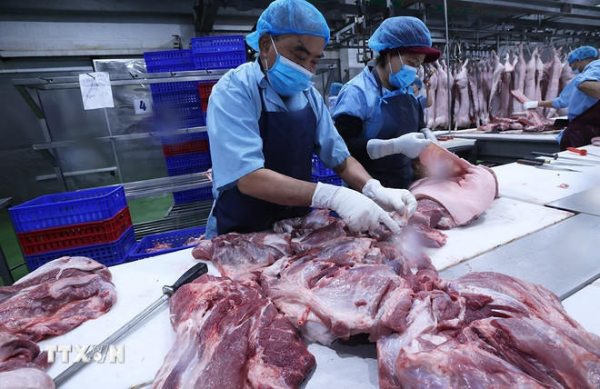 Phân loại sản phẩm thịt lợn phục vụ thị trường ở Nhà máy của Công ty Cổ phần Công nghệ thực phẩm Vinh Anh (Cụm Công nghiệp Hà Bình Phương, xã Thường Tín, thành phố Hà Nội). (Ảnh: Vũ Sinh/TTXVN).
