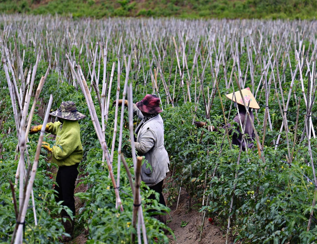 Những ngày đầu năm mới của người dân trồng rau màu và hoa tại tỉnh Lâm Đồng. Ảnh X.H