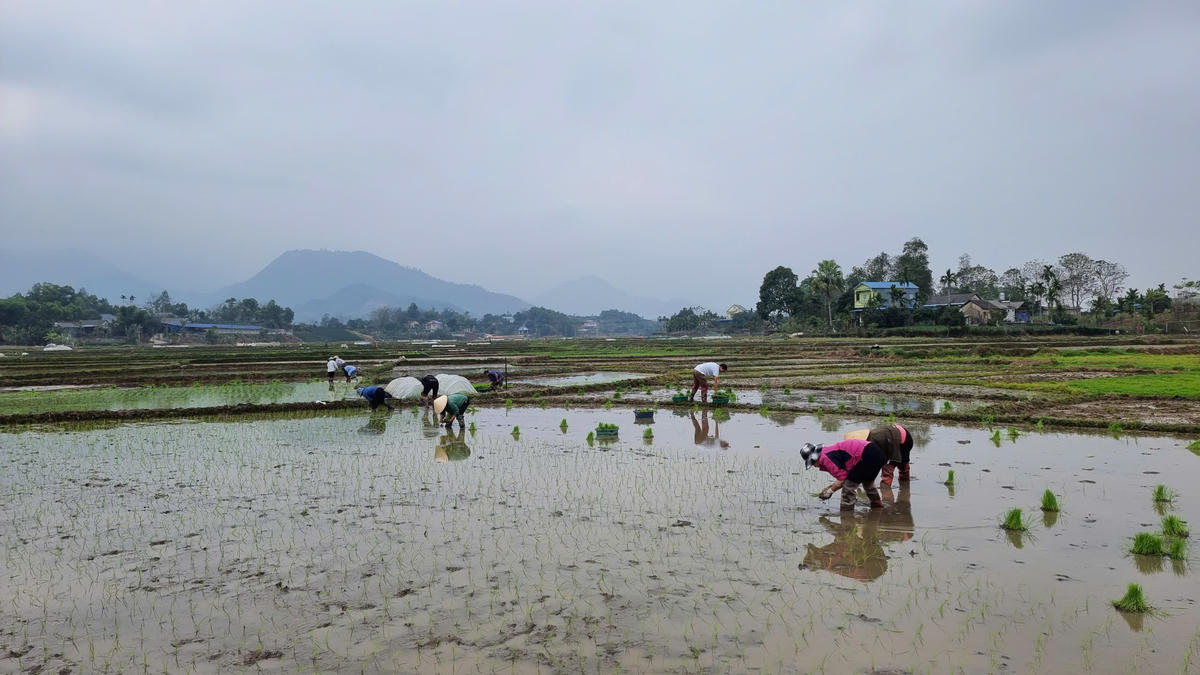 Thái Nguyên: Nông dân kỳ vọng một năm mới bội thu