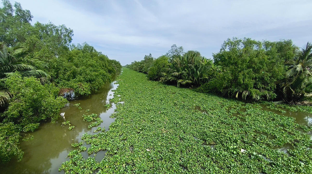 &nbsp;Tỉnh Cà Mau đã xây dựng và triển khai phương án ứng phó hạn hán, xâm nhập mặn mùa khô năm 2025-2026 theo các cấp độ rủi ro thiên tai, nhằm chủ động phòng ngừa, giảm thiểu thiệt hại, bảo đảm ổn định đời sống và sản xuất của người dân. Ảnh: Nguyên Du