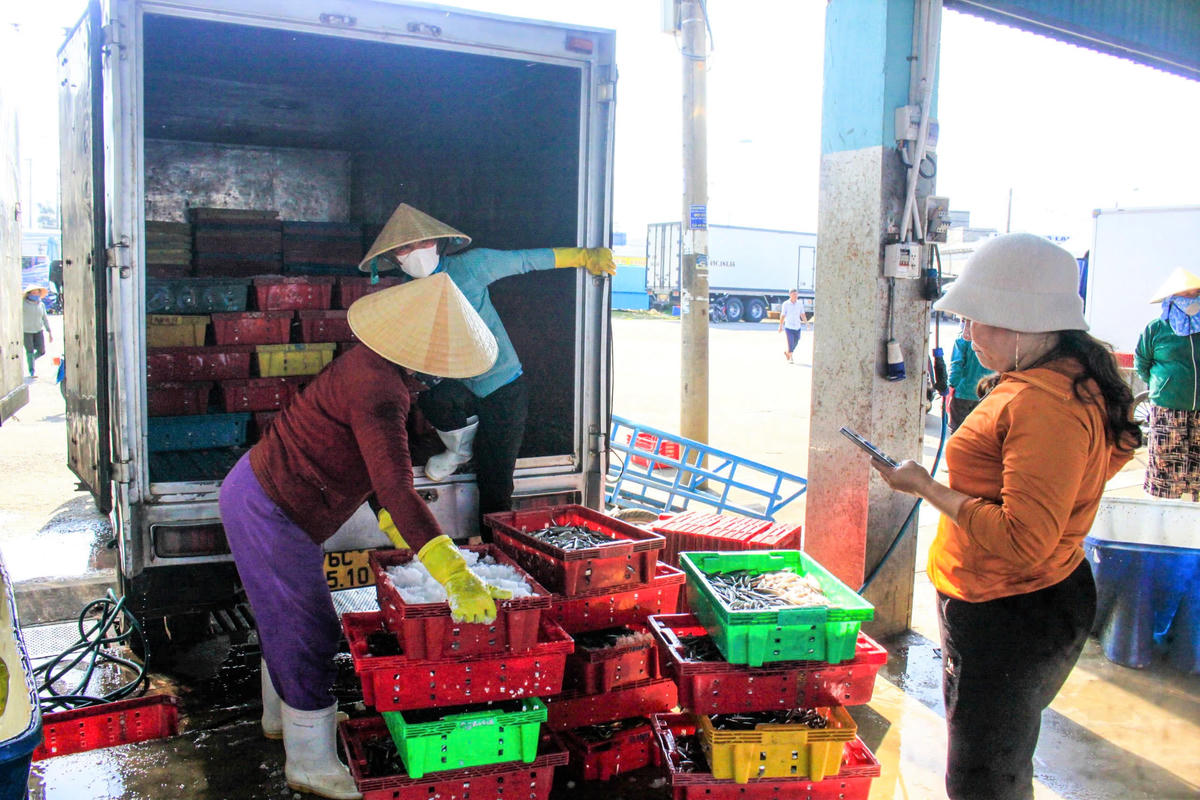 Thương lái thu mua cá cơm vận chuyển đi bán ở chợ đầu mối. Ảnh: CV.