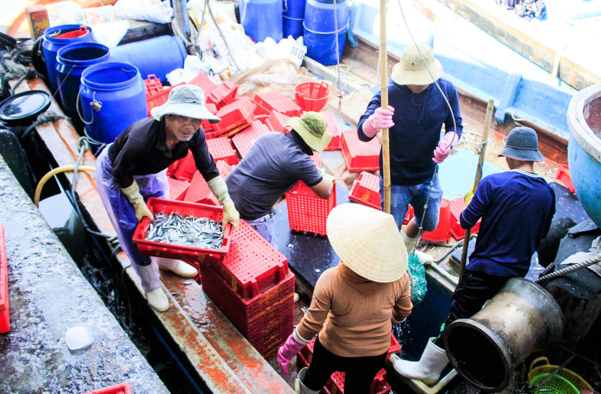 Ngư dân đưa sọt cá cơm tươi rói lên bờ. Ảnh: CV.