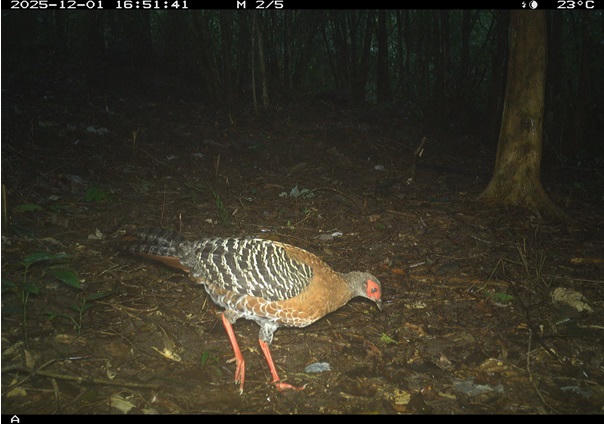 Bẫy ảnh ghi nhận lại gà lôi tại rừng Mỹ Sơn. Ảnh: BQL DSVH Mỹ Sơn.