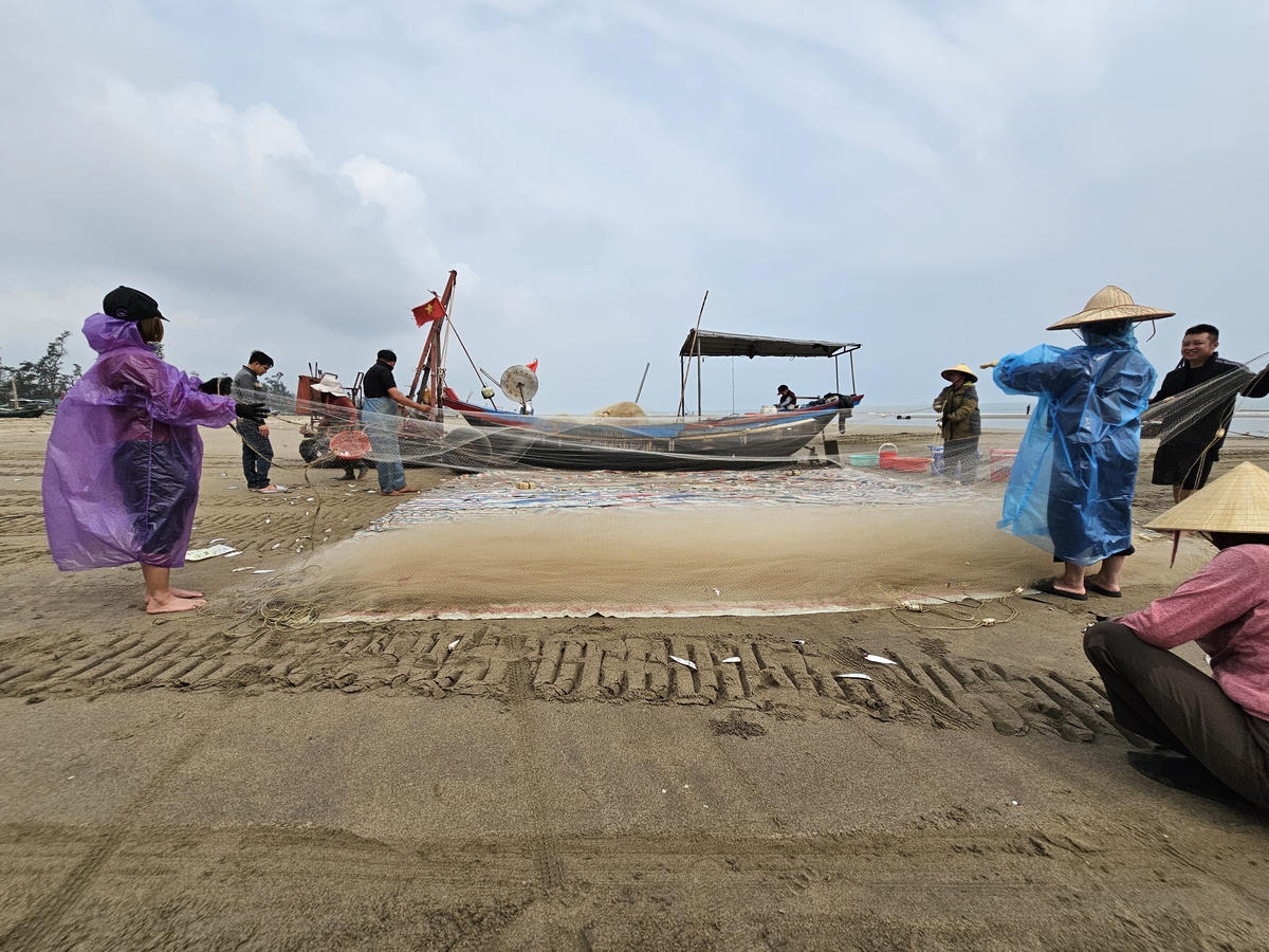 Vụ cá trích bắt từ đầu tháng Giêng âm lịch đến hết tháng 3. Tại xã Tiên Điền, ngư dân chủ yếu đánh bắt khu vực gần bờ, ra khơi từ nửa đêm hôm trước đến sáng ngày hôm sau. Ảnh: Quốc Thanh