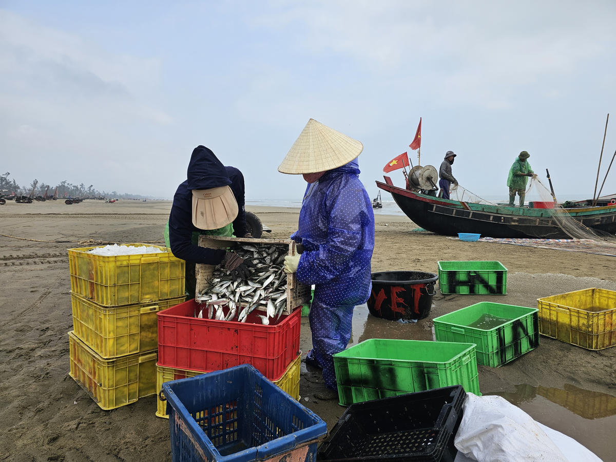 Được tin ngư dân trúng đậm cá trích, thương lái ra biển thu mua ngay tại thuyền. Ảnh: Quốc Thanh