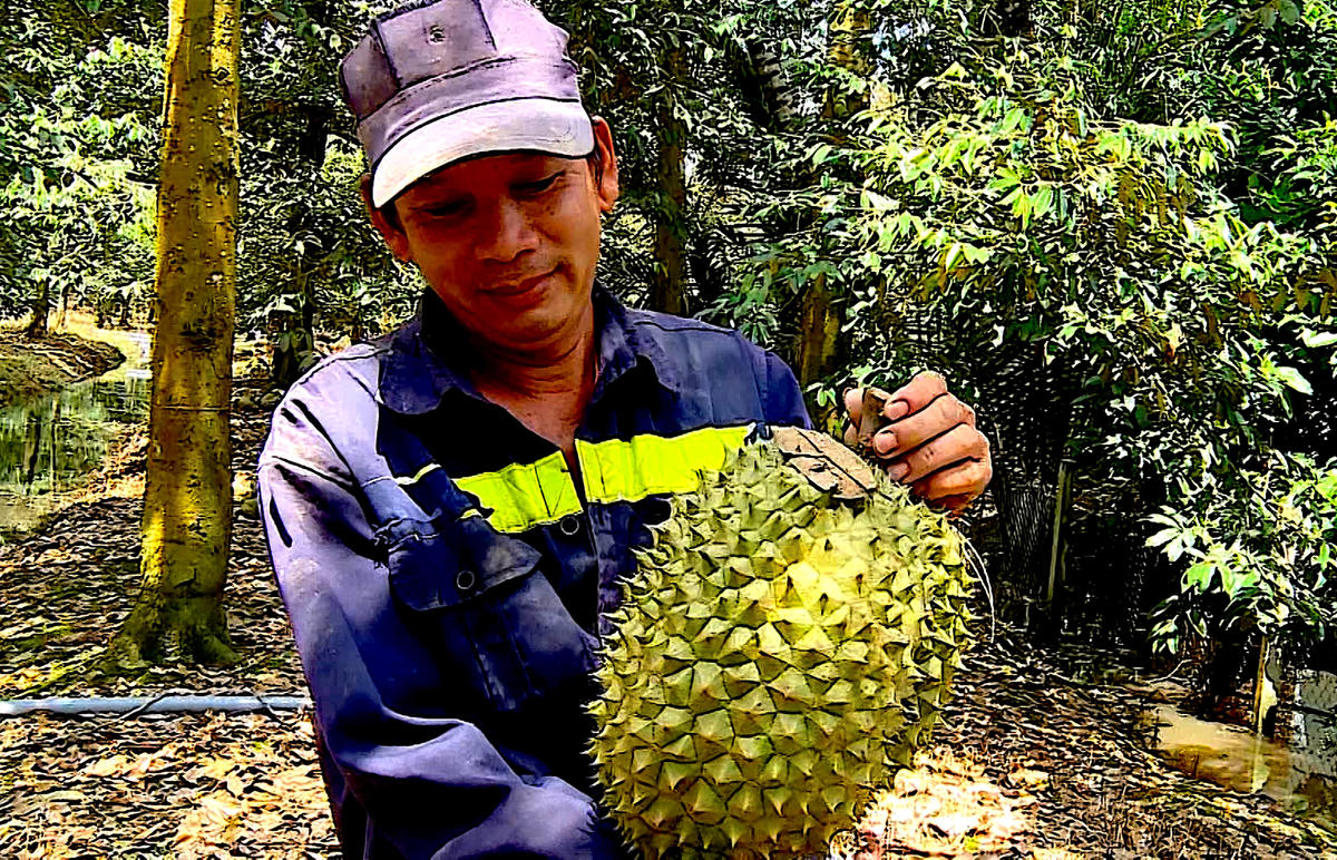 Hiện giá sầu riêng&nbsp;Monthong loại A được thu mua quanh ngưỡng 160.000 đồng/kg, còn Ri6 dao động khoảng trên dưới 100.000 đồng/kg. Ảnh: Trung Ngãi.&nbsp;