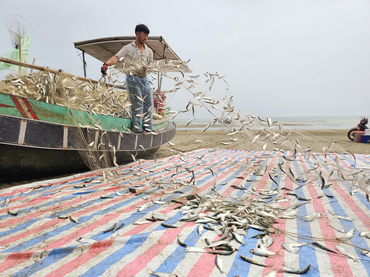 Sáng nay, thuyền anh Thái được gần 2 tấn cá trích. "Năm nay cá trích "được" sớm hơn các năm, hôm qua tôi được 2 tạ, hôm nay được gần 2 tấn, nhập buôn khoảng 11 đến 12.000 đồng/kg, đầu năm được lộc rồi", anh Thái cho biết. Ảnh: Quốc Thanh&nbsp;