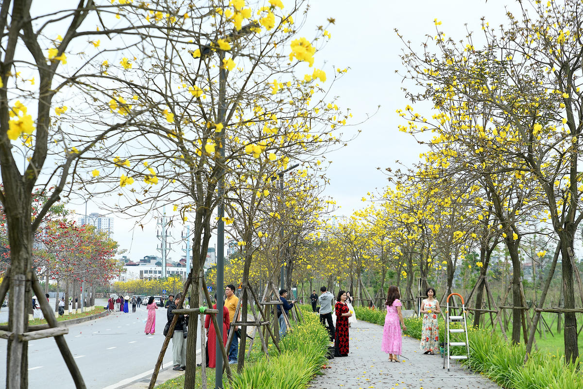 Nhiều gia đình, bạn trẻ và các nhiếp ảnh gia đã có mặt để ghi lại khoảnh khắc đẹp của mùa hoa.. 