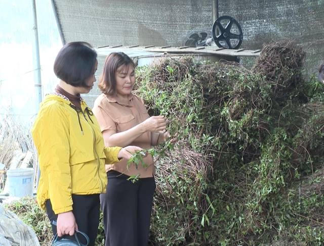 Chị Nguyễn Thị Minh, thôn Yên Thành, xã Tân Thành, thành công với mô hình trồng dược liệu kết hợp chăn nuôi tổng hợp (ảnh nhân vật cung cấp). 