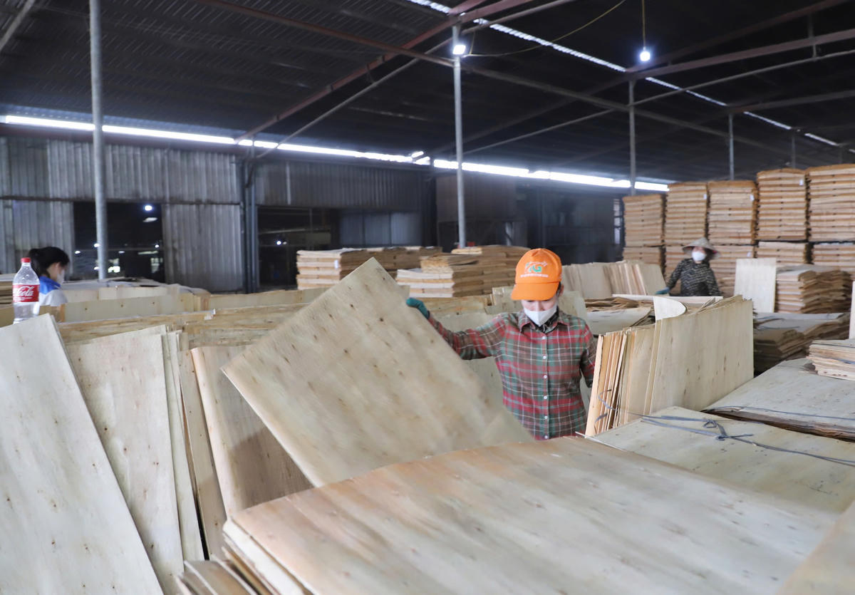 Công nhân tất bật vận chuyển ván gỗ ép trong ca sản xuất đầu năm.. 