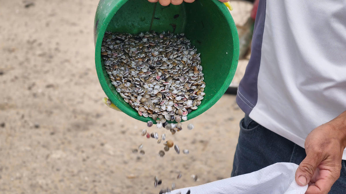 Ốc gạo ngư dân đánh bắt được.Ảnh Dương Quá