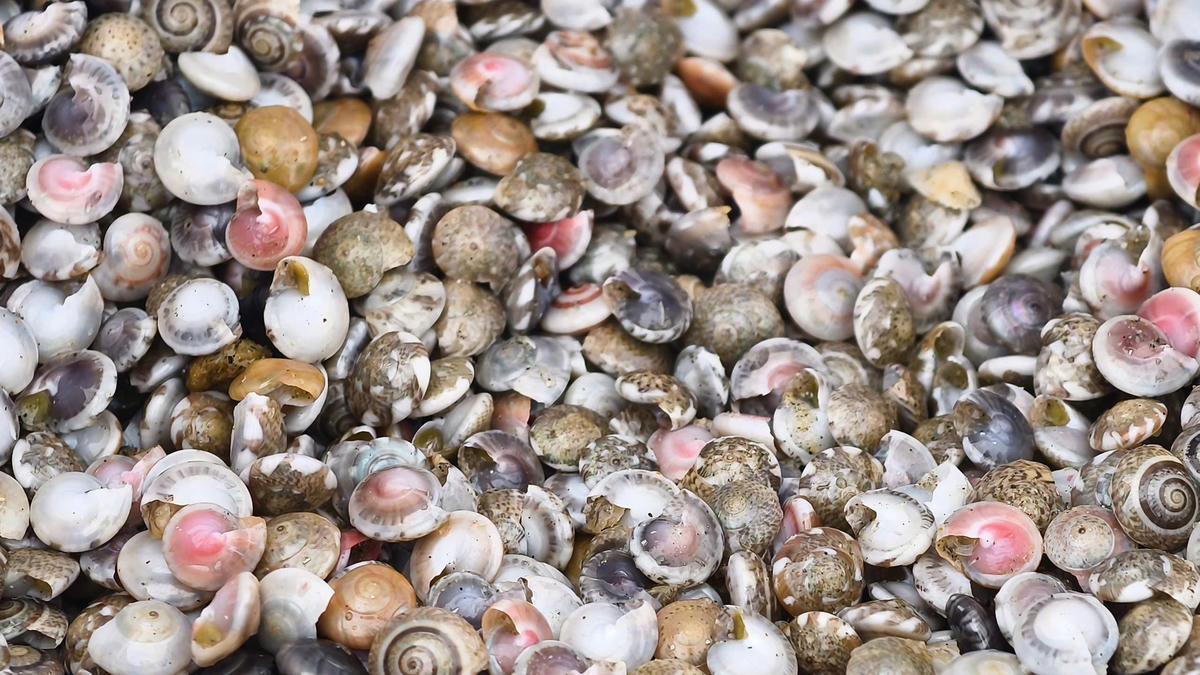 Nhờ đánh bắt ốc gạo mà ngư dân có thêm nguồn thu nhập.&nbsp;Ảnh Dương Quá