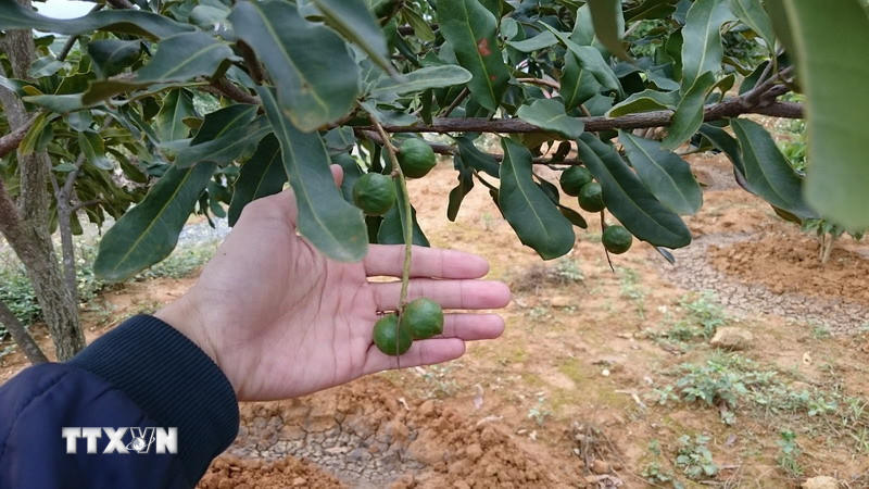 Cây mắcca. (Nguồn: TTXVN).