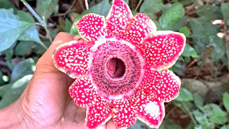 Phát hiện loài thực vật ký sinh có nguy cơ tuyệt chủng ở Phong Nha - Kẻ Bàng