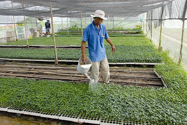 Tín dụng đáp ứng nhu cầu vốn cho phát triển kinh tế lĩnh vực nông nghiệp, nông thôn tại địa bàn các xã ngoại thành. Ảnh: T.L. 