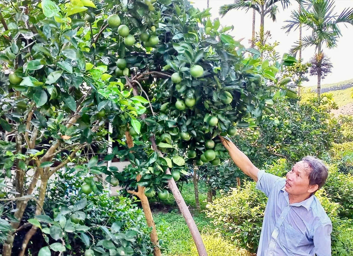 Kỳ tích trên những triền đồi