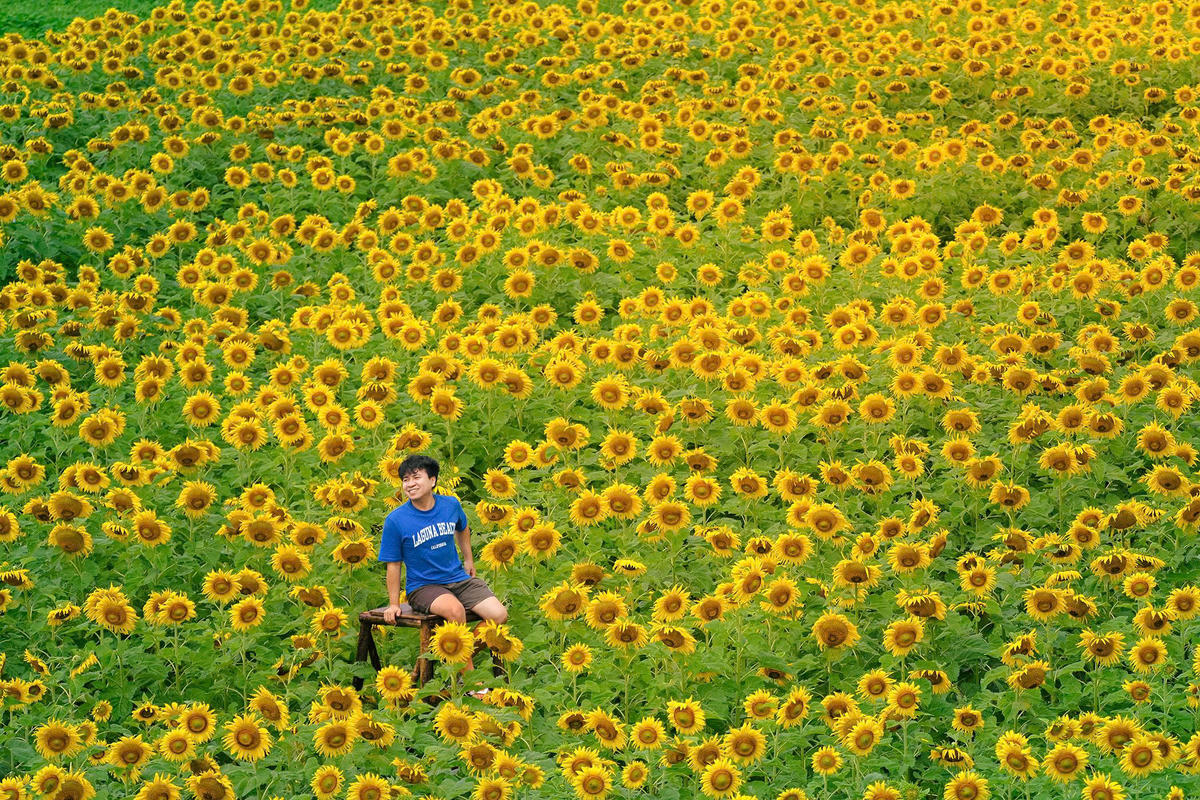 Du khách thích thú check in cánh đồng hoa hướng dương. Ảnh: CV.