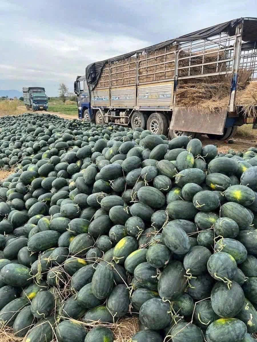Sở Công Thương Gia Lai đề nghị các đơn vị, địa phương hỗ trợ tiêu thụ dưa hấu. Ảnh: Thanh Tân. 