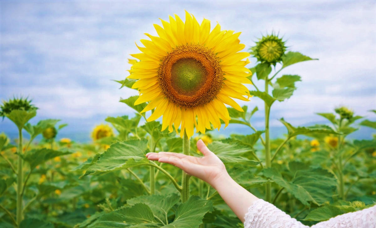 Những bông hoa hướng dương nở vàng rực rỡ. Ảnh: CV.