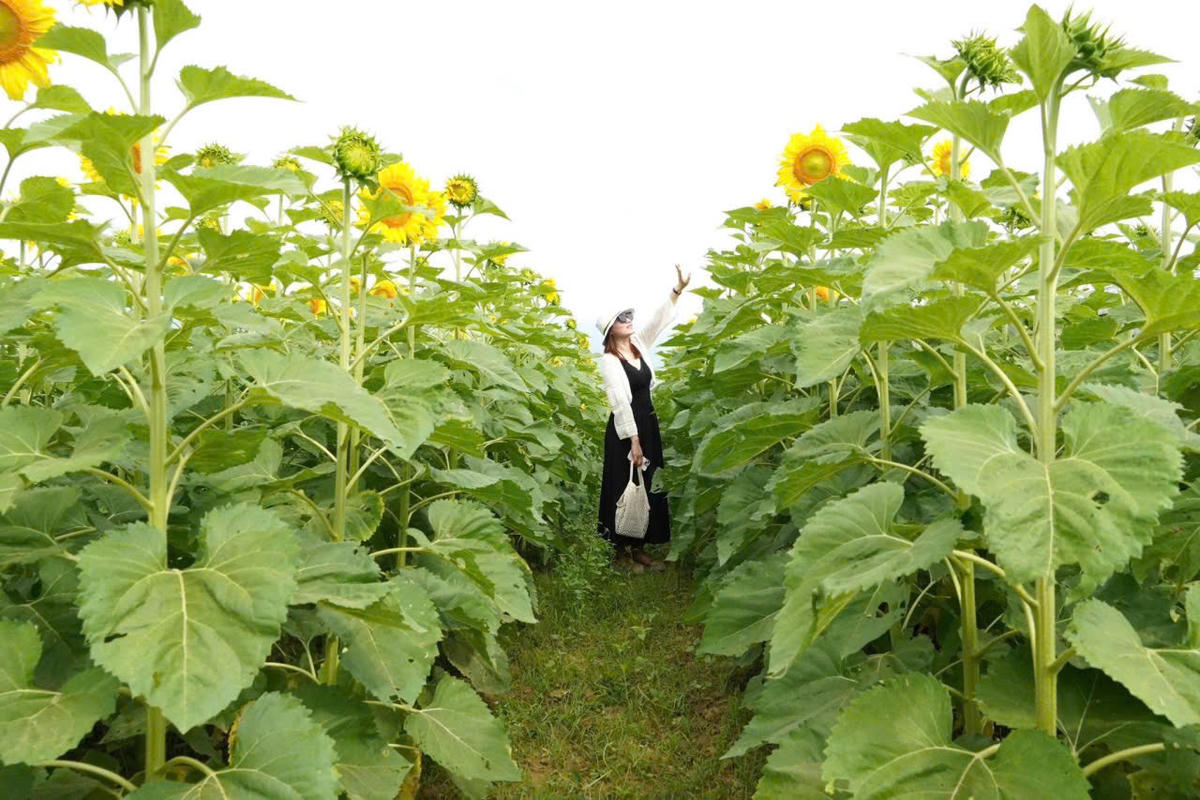 Một du khách check in giữa cánh đồng hoa hướng dương. Ảnh: CV.