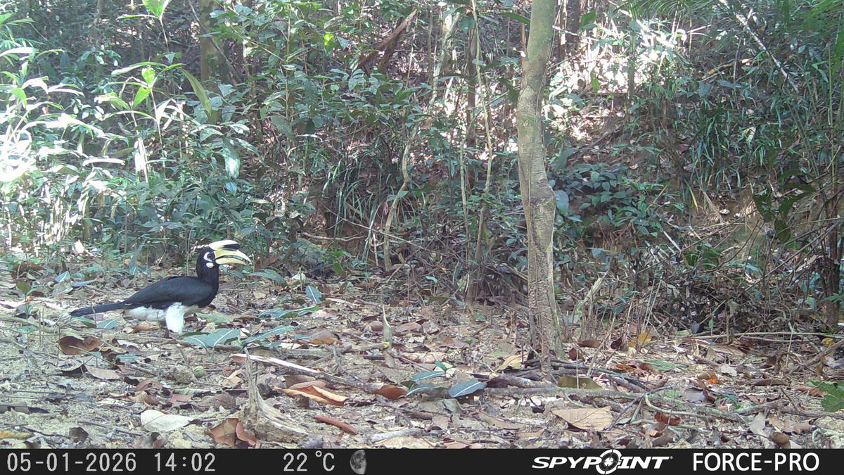 Chim hồng hoàng quý hiếm tại rừng Chư Mom Ray. Ảnh: CV.