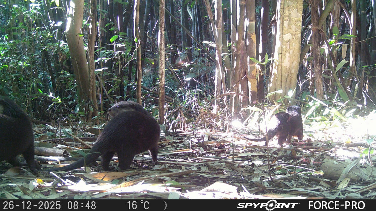 Rái cá ghi nhận tại rừng Chư Mom Ray. Ảnh: CV.