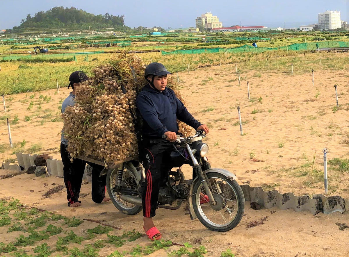 Người dân đặc khu Lý Sơn thu hoạch tỏi chở về nhà. Ảnh: CV.
