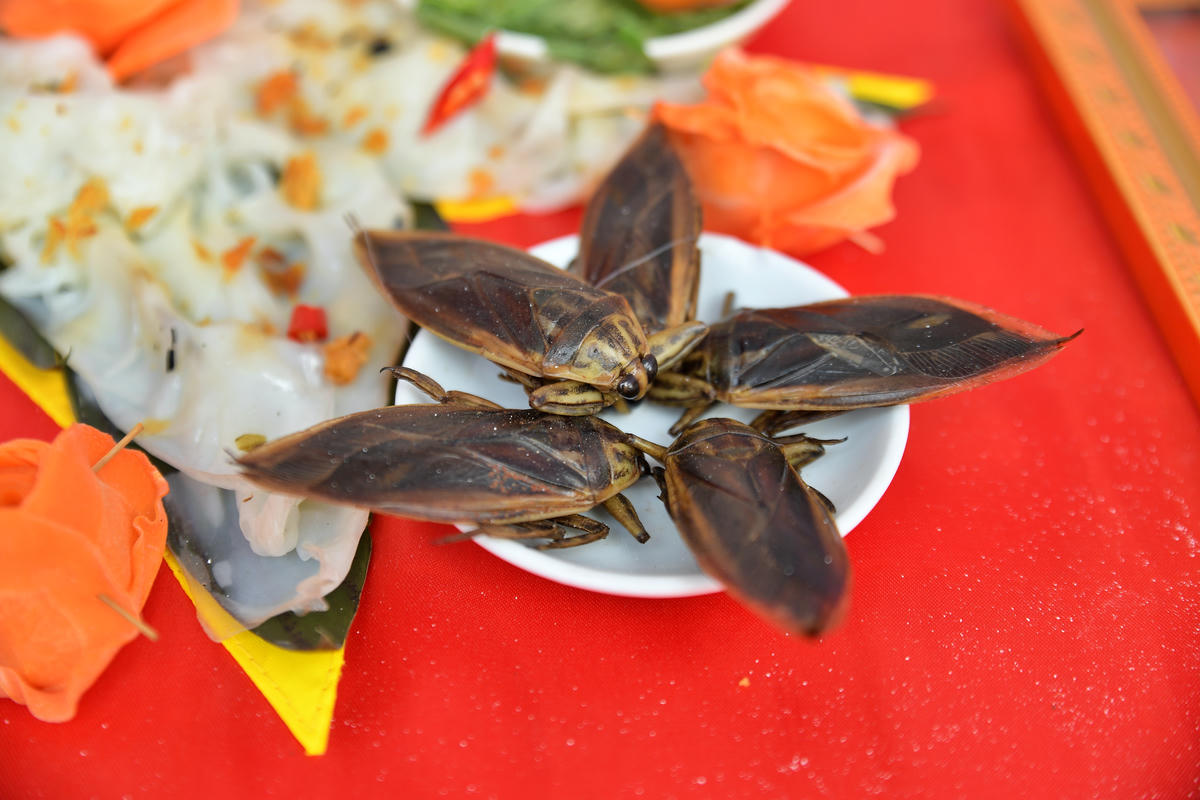 Cà cuống tạo hương vị đặc trưng cho nước chấm bánh cuốn.