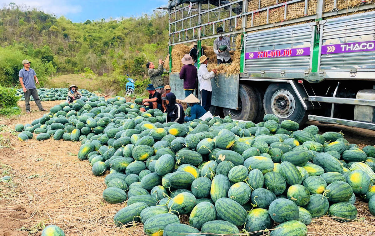 Gia Lai: Tìm giải pháp tiêu thụ dưa hấu