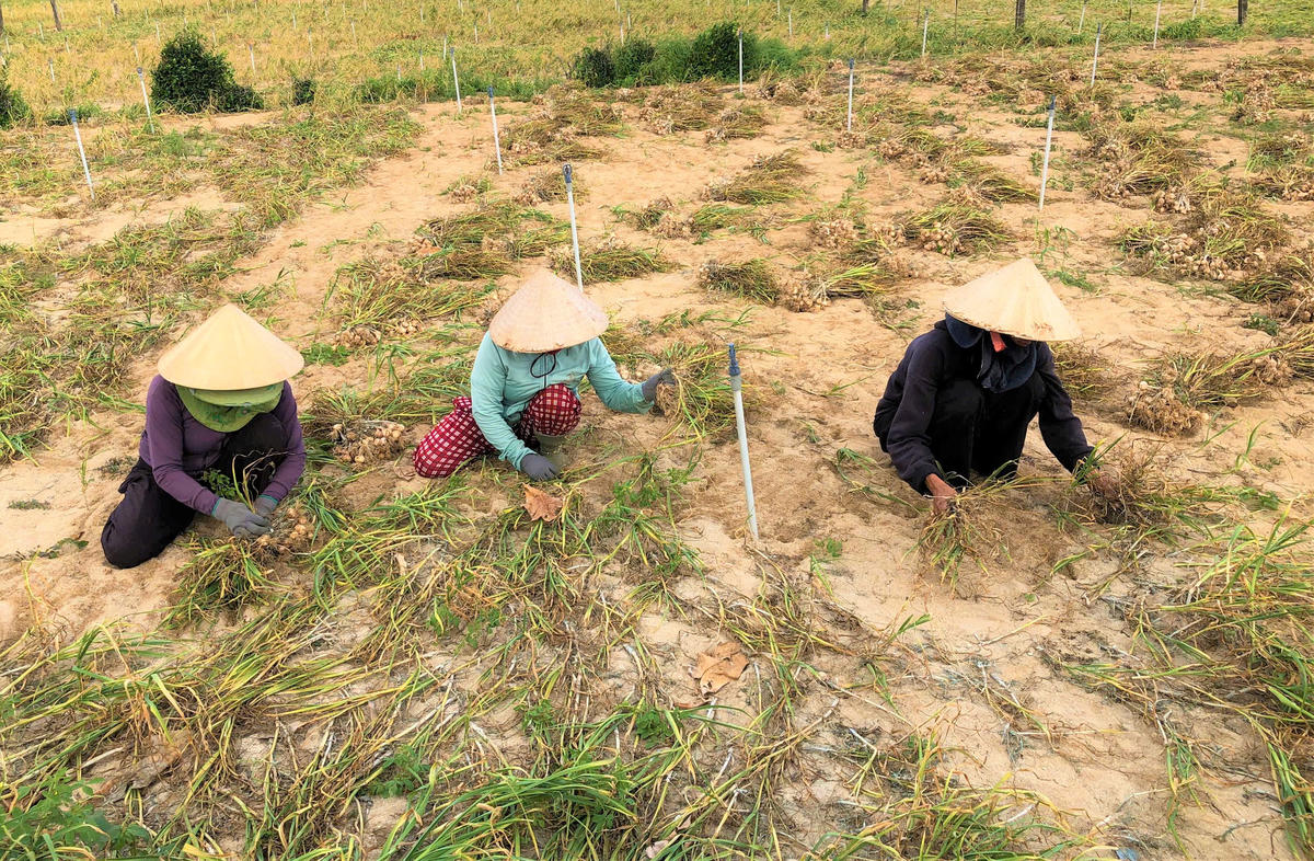 Người dân đặc khu Lý Sơn đang thu hoạch tỏi trên cánh đồng. Ảnh: CV.
