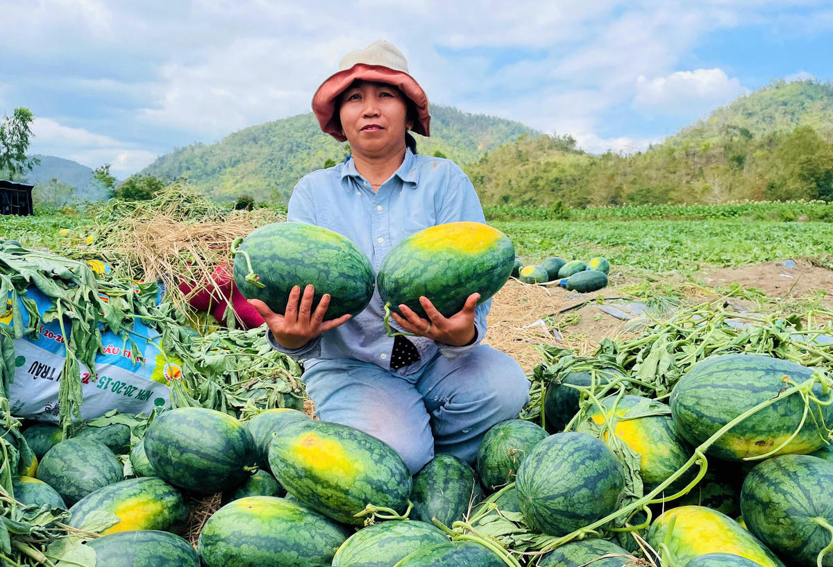 Gia Lai: Tìm giải pháp tiêu thụ dưa hấu