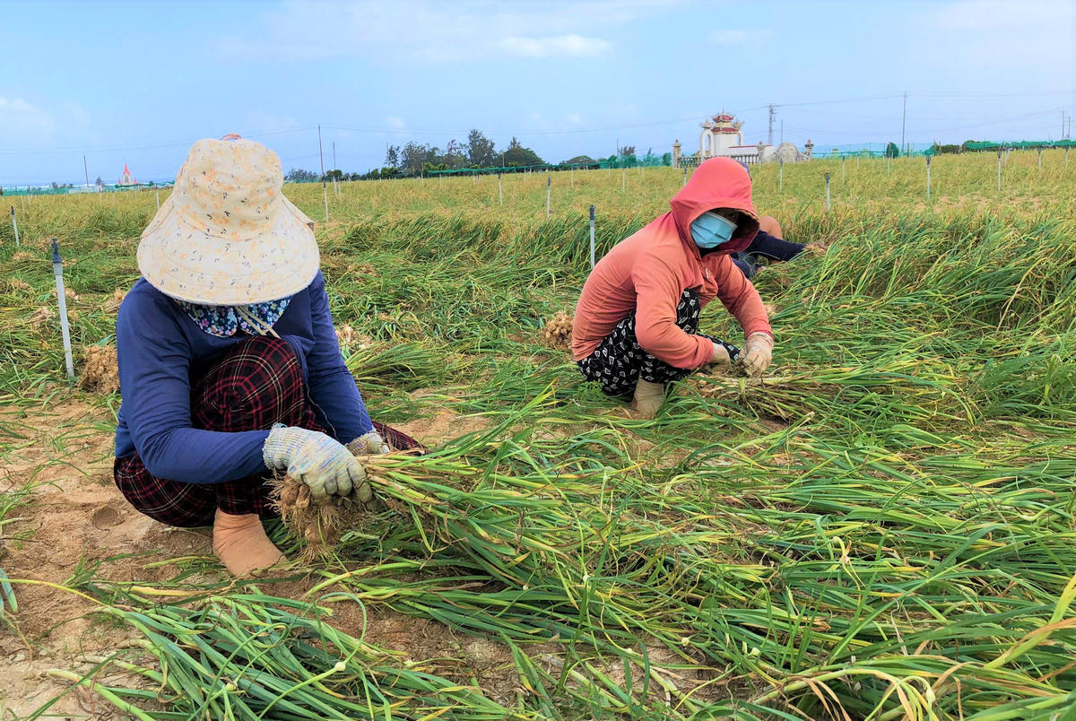 Nông dân thu hoạch tỏi vụ Đông Xuân 2025-2026 trong cảnh mất mùa, rớt giá. Ảnh: CV.. 