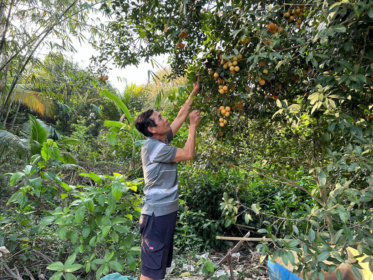 Nông dân “thủ phủ” thanh trà đang thu hoạch trái. Ảnh: Trung Ngãi.
