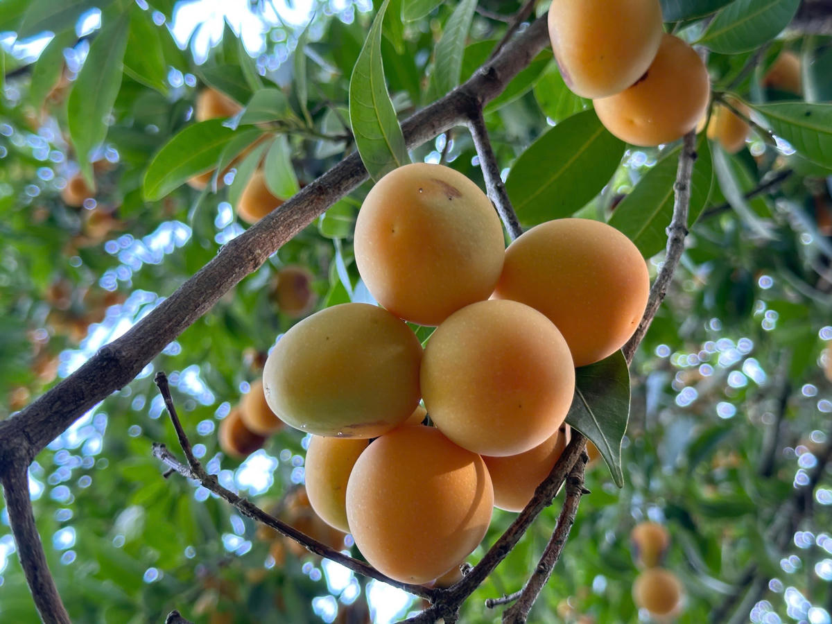 Thanh trà ngọt có giá bán dao động 100.000 – 150.000 đồng/kg (tùy loại). Ảnh: Trung Ngãi.