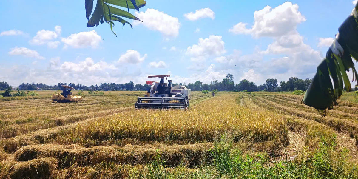 Đánh thức tiềm năng lúa phát thải thấp