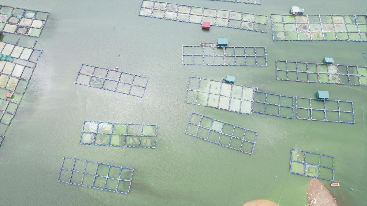 Những mảng mầu ô nhiễm tại lòng hồ Séo Mý Tỷ.