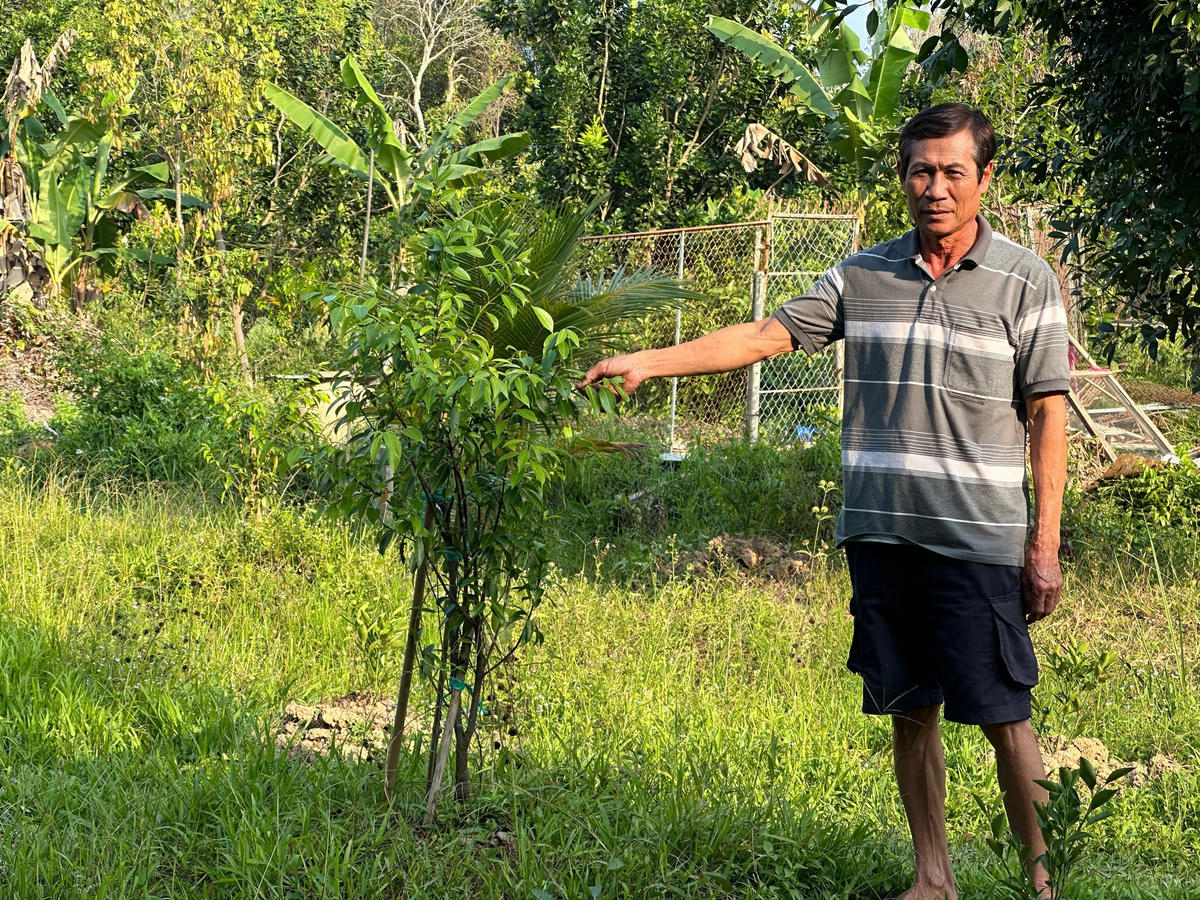 Nông dân Vĩnh Long mở rộng vùng trồng thanh trà ngọt. Ảnh: Trung Ngãi.