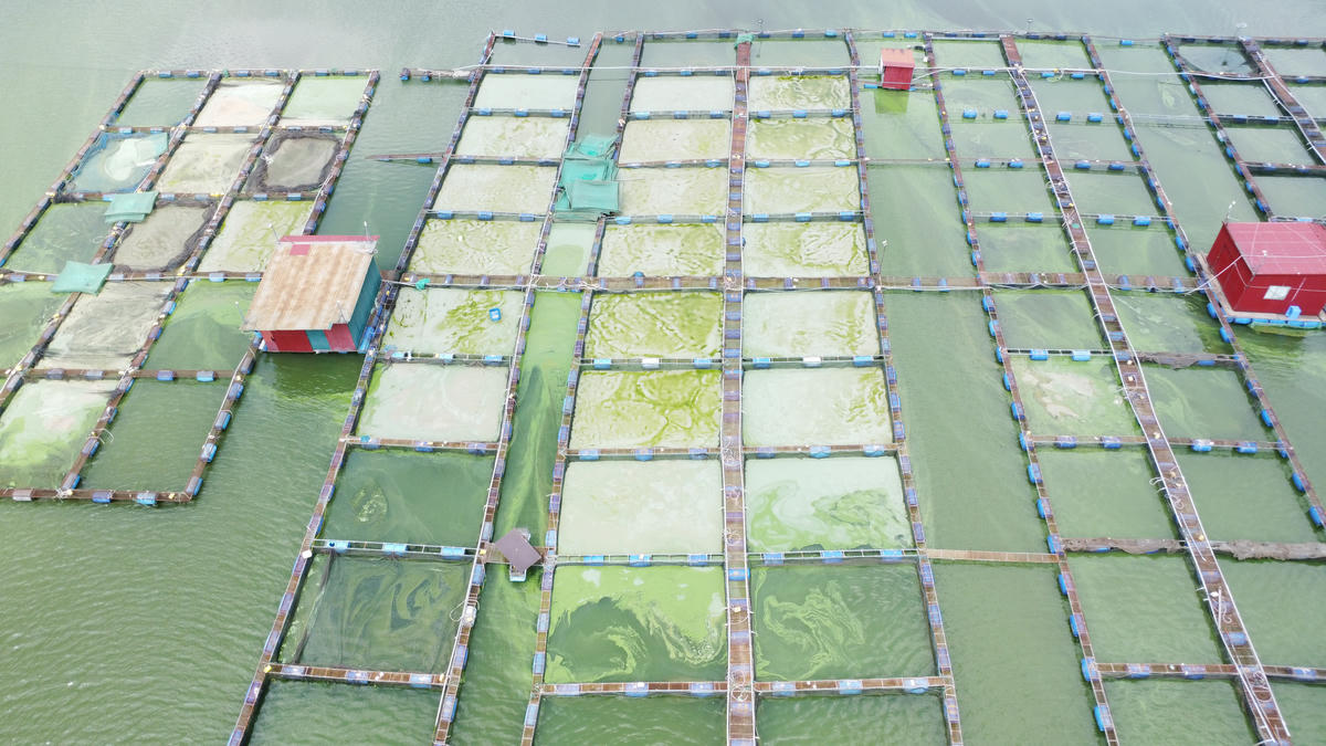 Nguồn nước đặc quánh, bốc mùi hôi tanh từ các lồng bè nuôi cá trong lòng hồ Séo Mý Tỷ.
