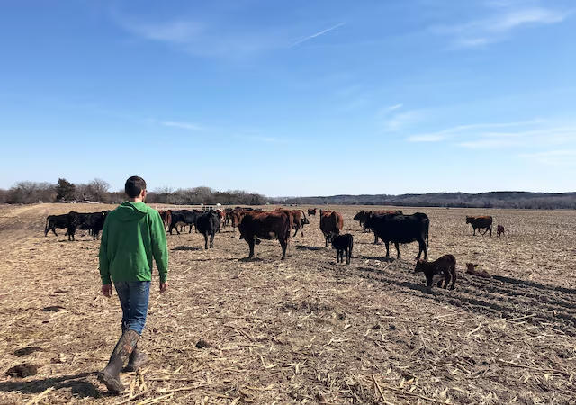 Trang trại bò tại Morse Bluff, bang Nebraska (Mỹ). Nguồn: Reuters.