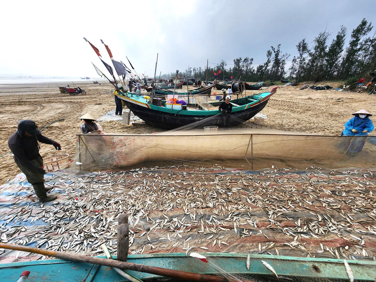 Ngư dân trúng đậm cá trích