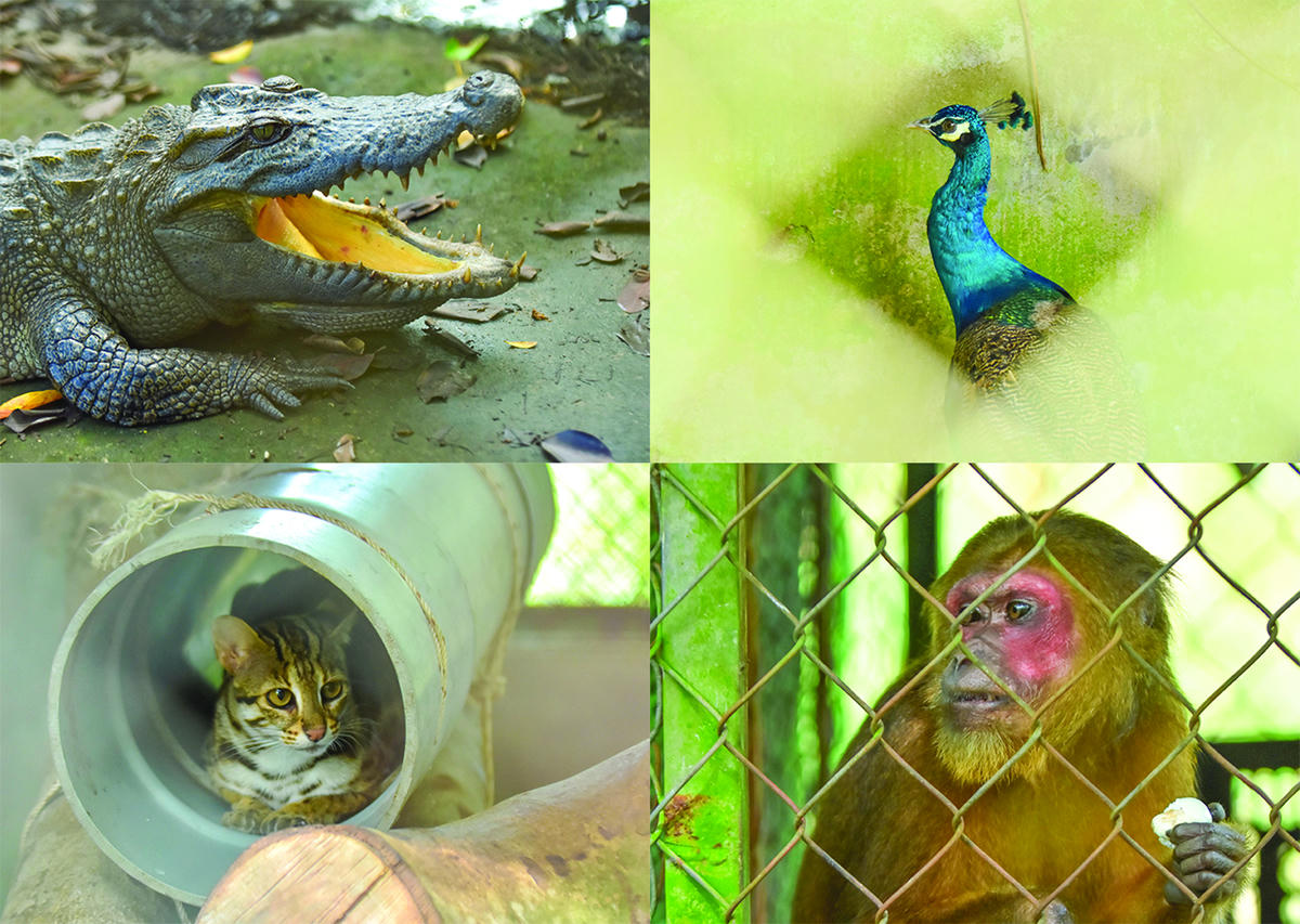 Động vật hoang dã ở khu cứu hộ, bảo tồn còn có giá trị quan trọng trong giáo dục môi trường, giúp du khách và cộng đồng hiểu hơn về đa dạng sinh học, cũng như tránh săn bắt, mua bán trái phép động vật hoang dã.