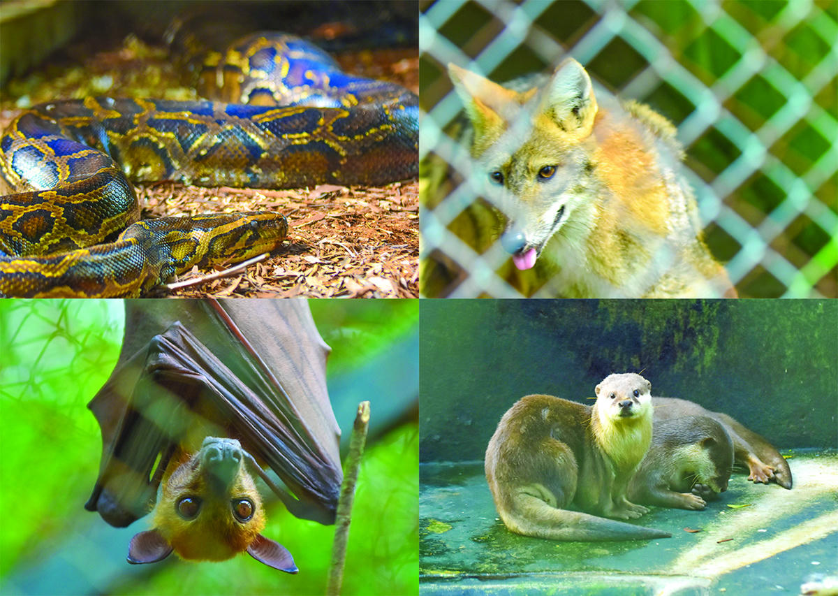 Khu cứu hộ động vật hoang dã có diện tích khoảng 10ha đang cứu hộ, bảo tồn gần 200 cá thể động vật hoang dã quý hiếm, với nhiều loài trong sách đỏ của Việt Nam và thế giới.