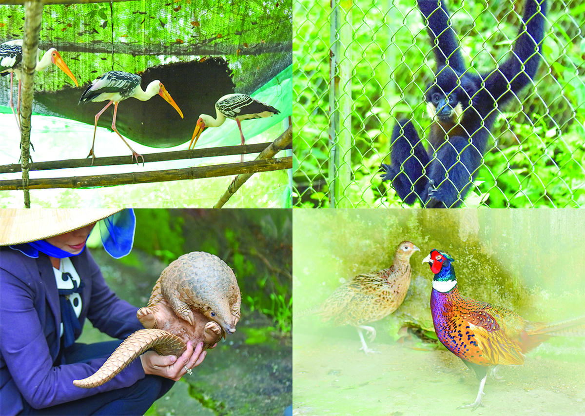 Động vật quý hiếm ở khu cứu hộ được chăm sóc như “chăm con mọn, cưng như trứng” trong khu cứu hộ.