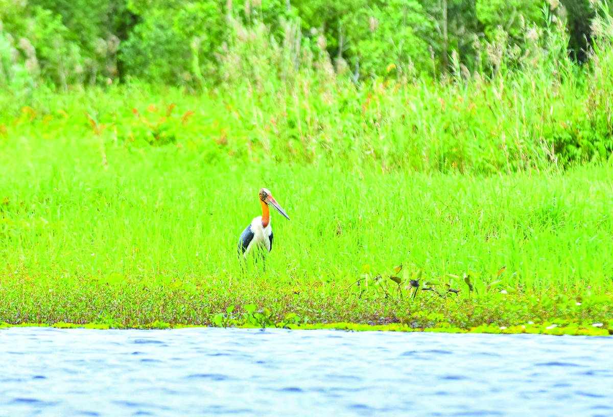 Ngoài chăm sóc động vật hoang dã quý hiếm trong khu bảo tồn, ở Vườn quốc gia U Minh Thượng còn có nhiều loài khác rất quý giá. Trong ảnh, một cá thể cò sói  (già đẫy Java) vừa xuất hiện trở lại tại vườn.